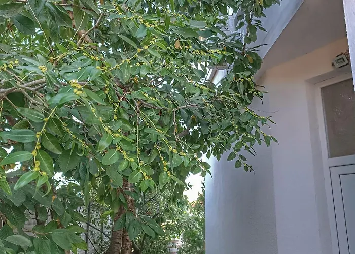 боровата къща * Varna