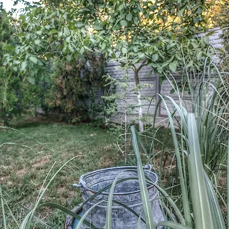 боровата къща بيت ضيافة